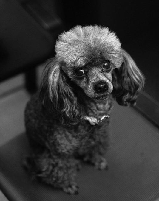 看板犬あぐりの一生